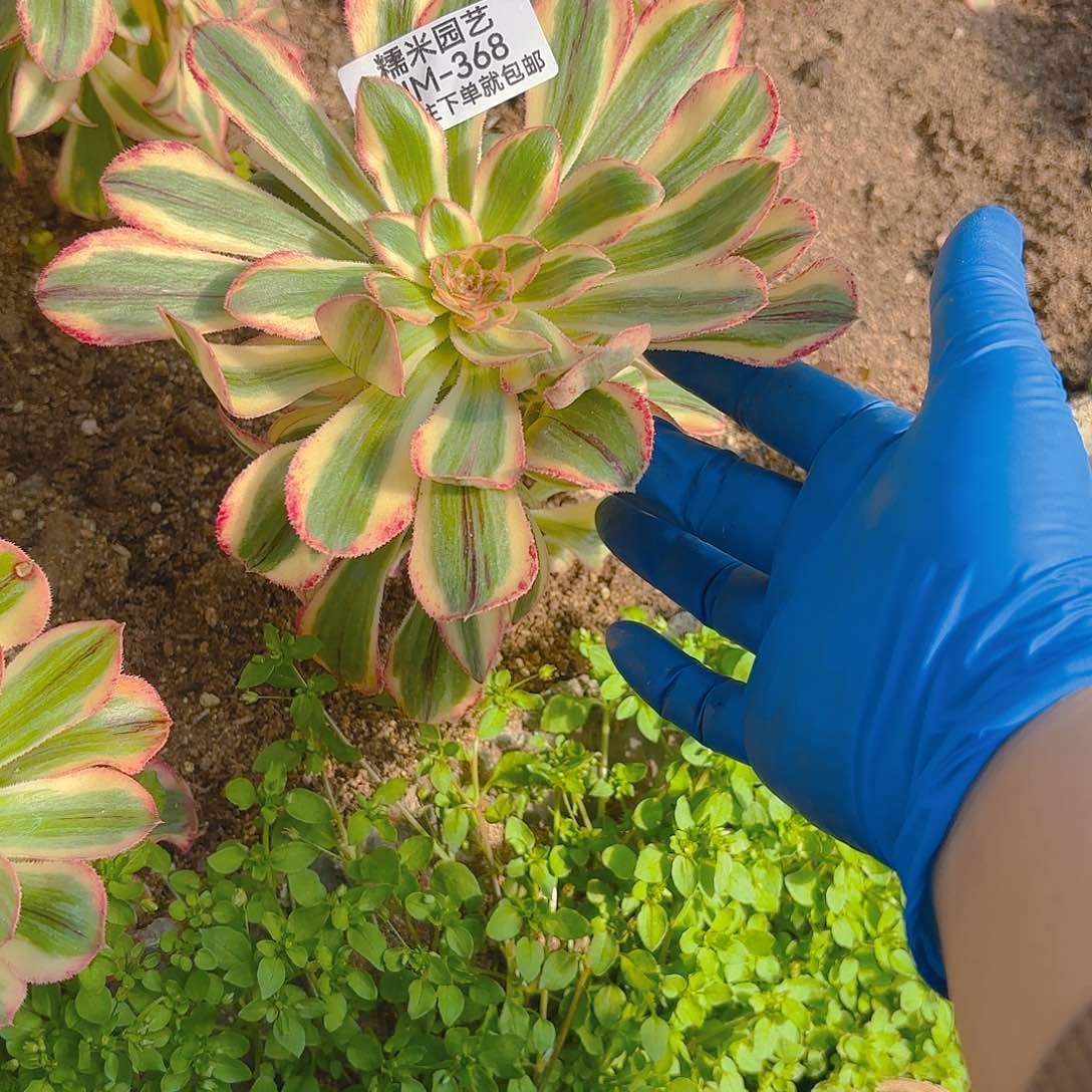 拉丝锦手捧多肉植物368