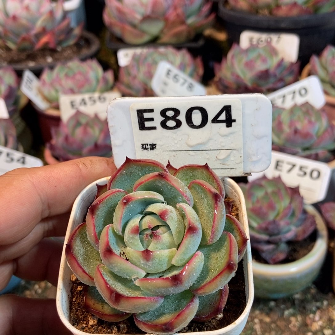 惊鸿一瞥804号多肉