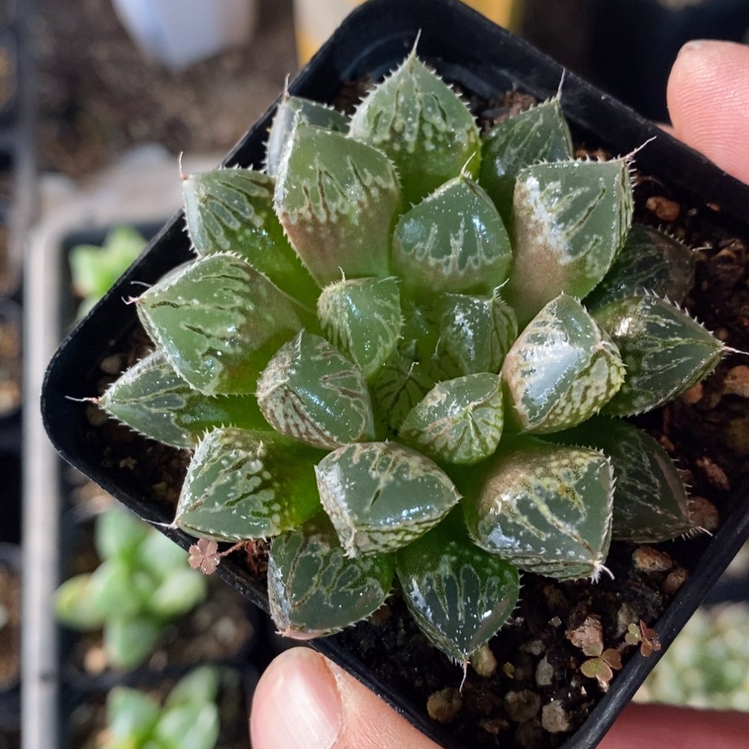 楼兰一颗 双蛋整点福利