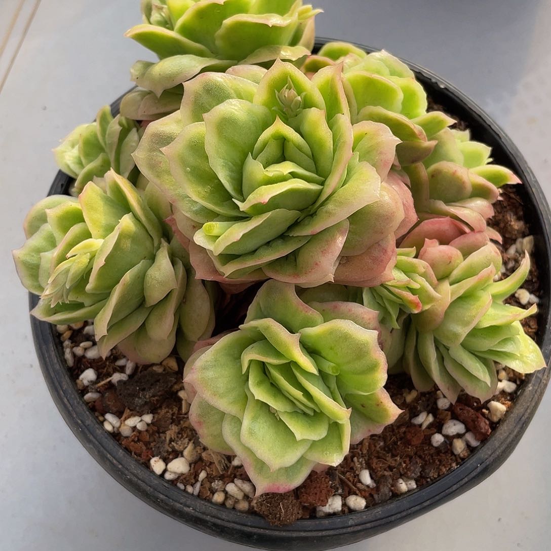 冰玫瑰多肉多肉多肉