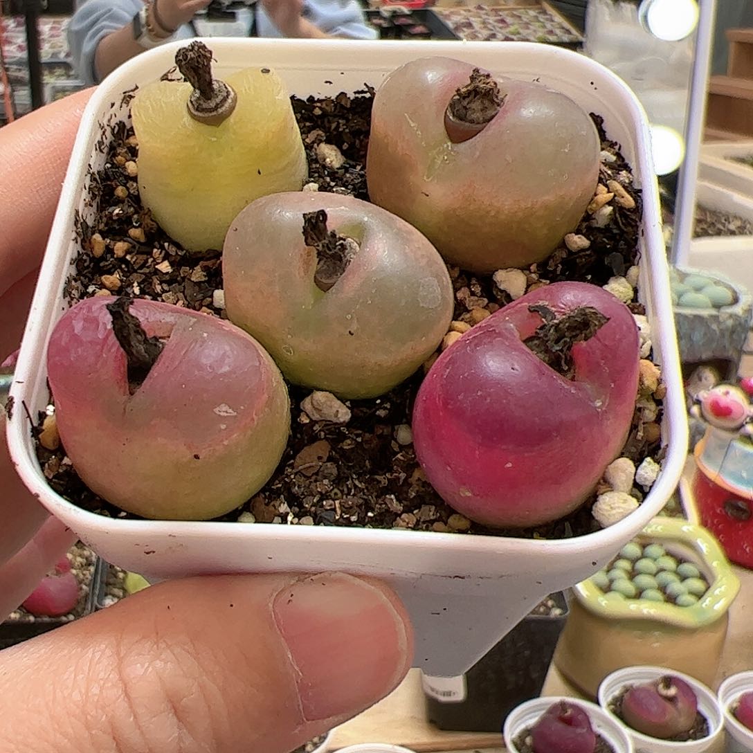 【闪购商品】113 带盆