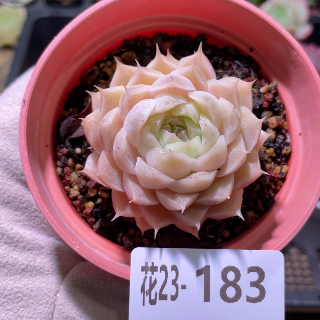 花利美23-183麦秆