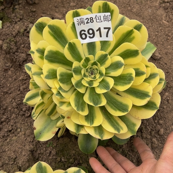 6917南雪莲多肉植物