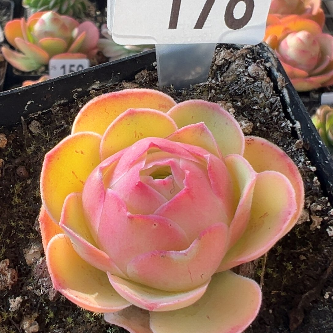 草莓178山地玫瑰多肉