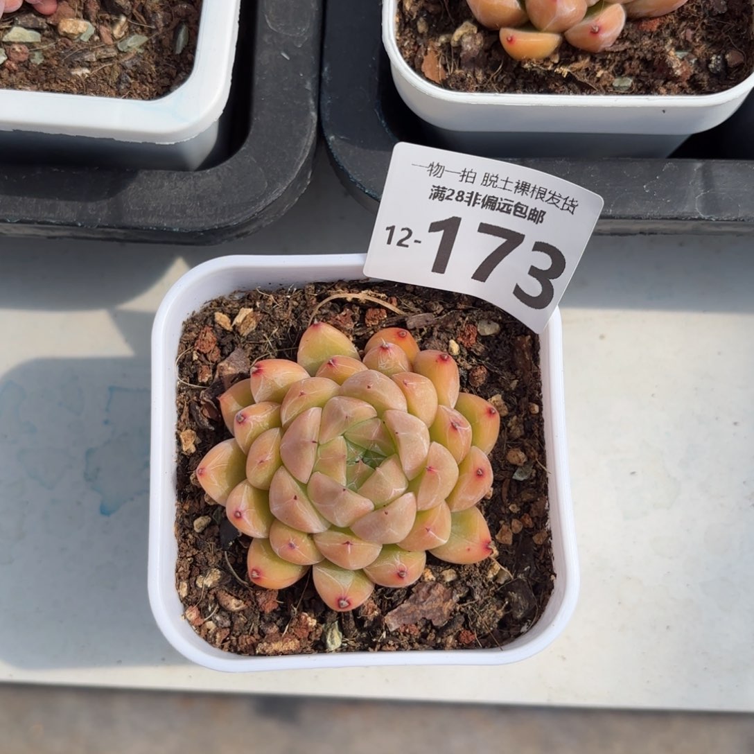 冰山珍妮单头老桩