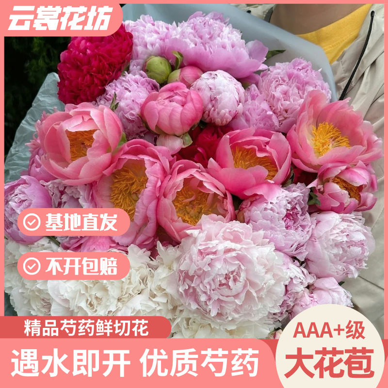 【预售】菏泽芍药鲜花进口沙拉鲜切花插花客厅花卉基地直发