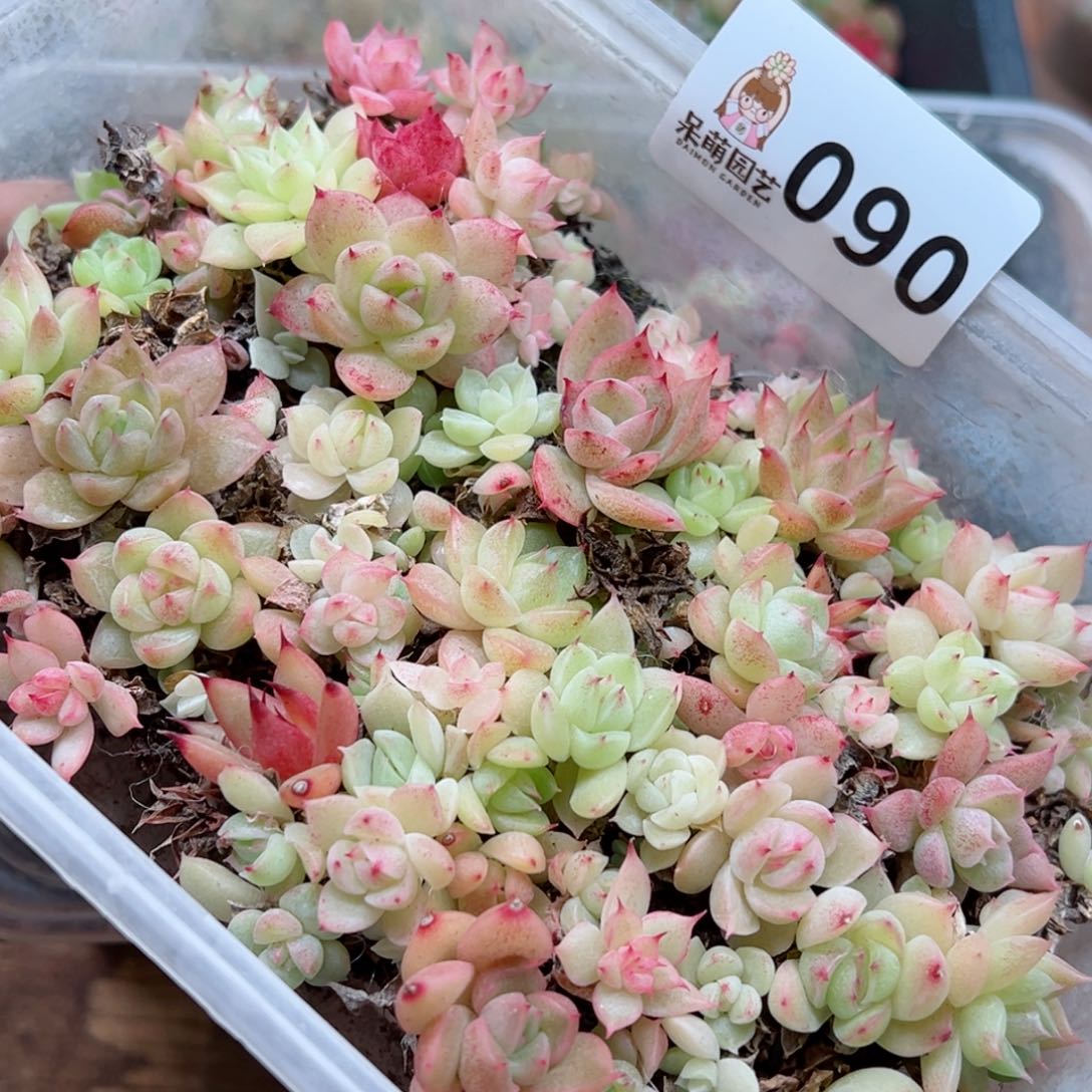 多肉植物多肉植物