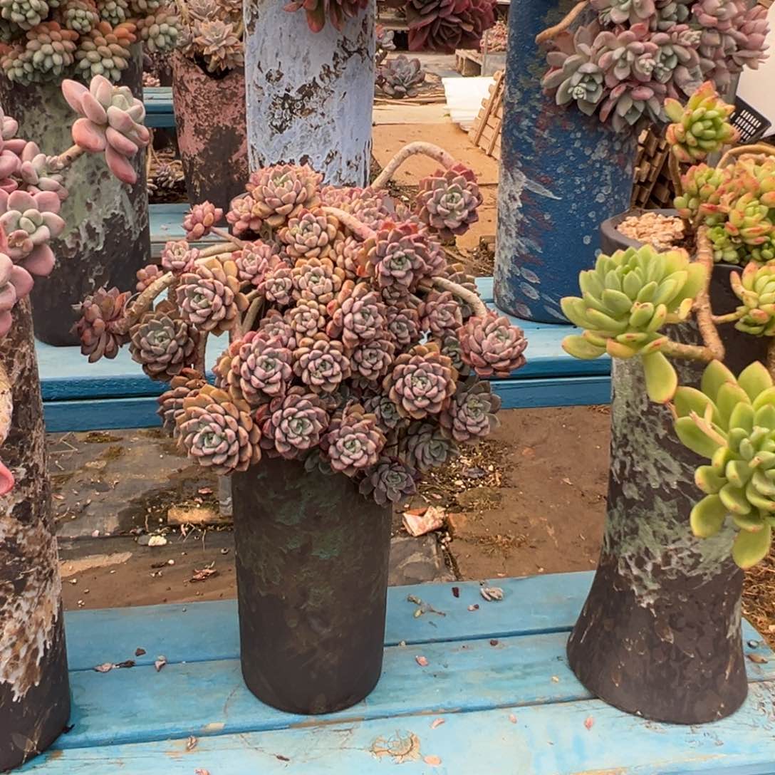 精品粉布偶悬崖 裸根