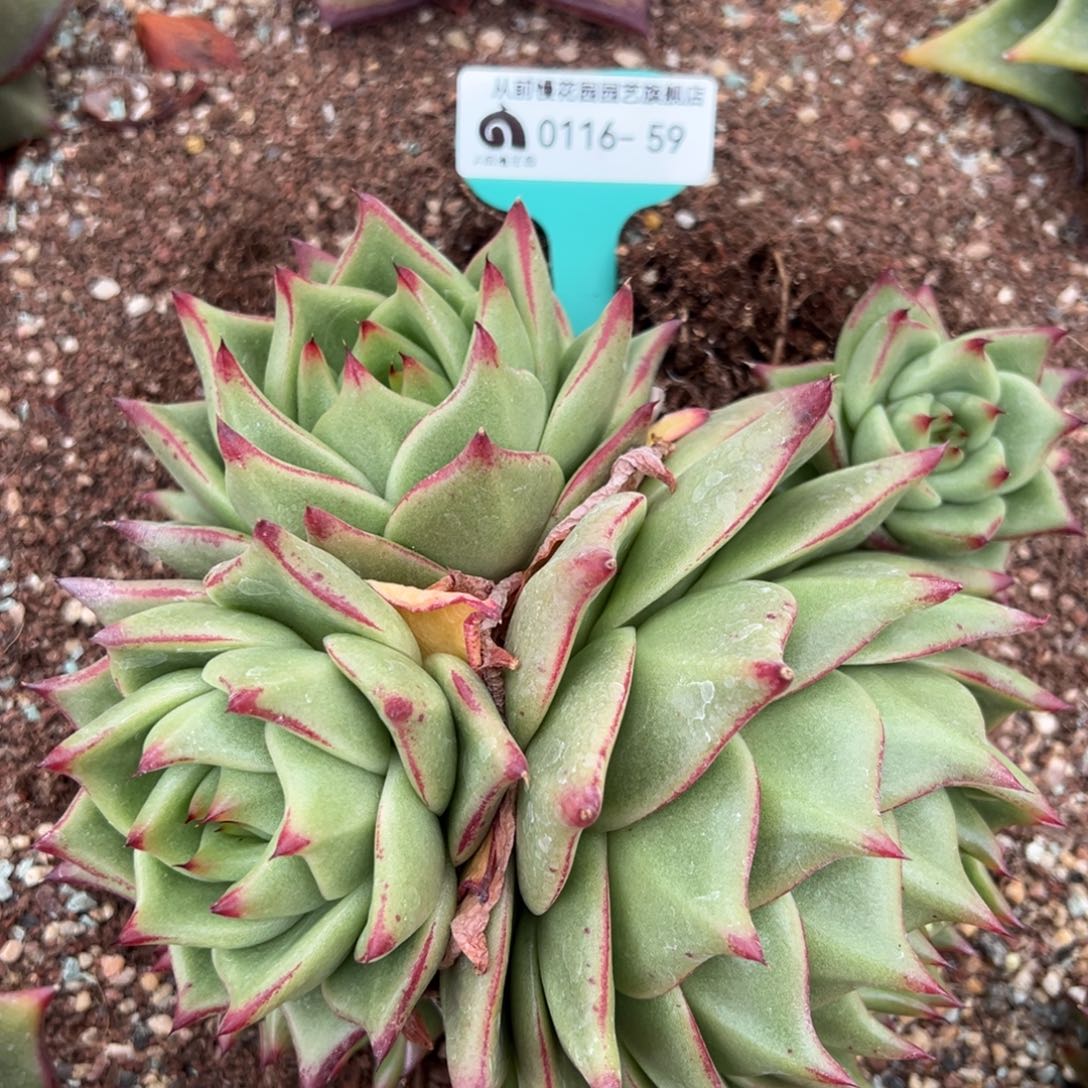 从前慢多肉精选编号0116.59