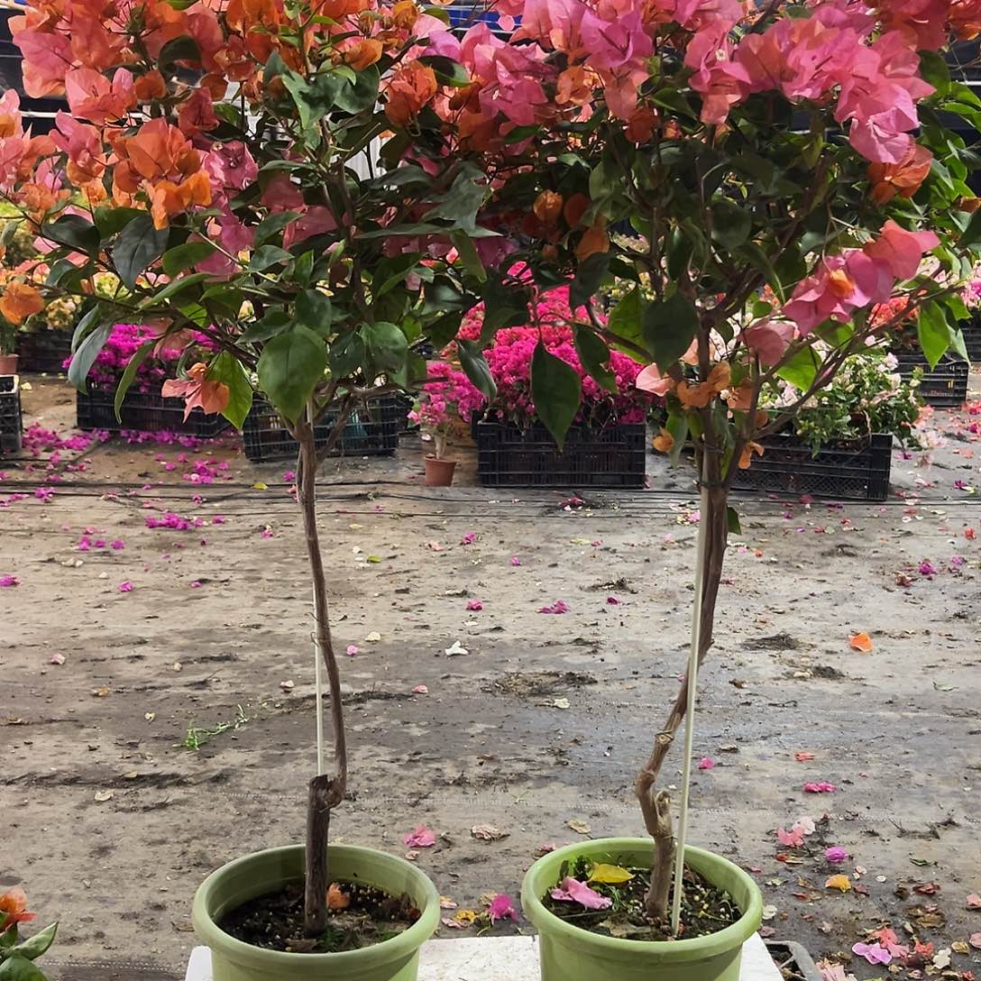 大部分花苞少量开放波妹独杆棒棒糖一颗59.9