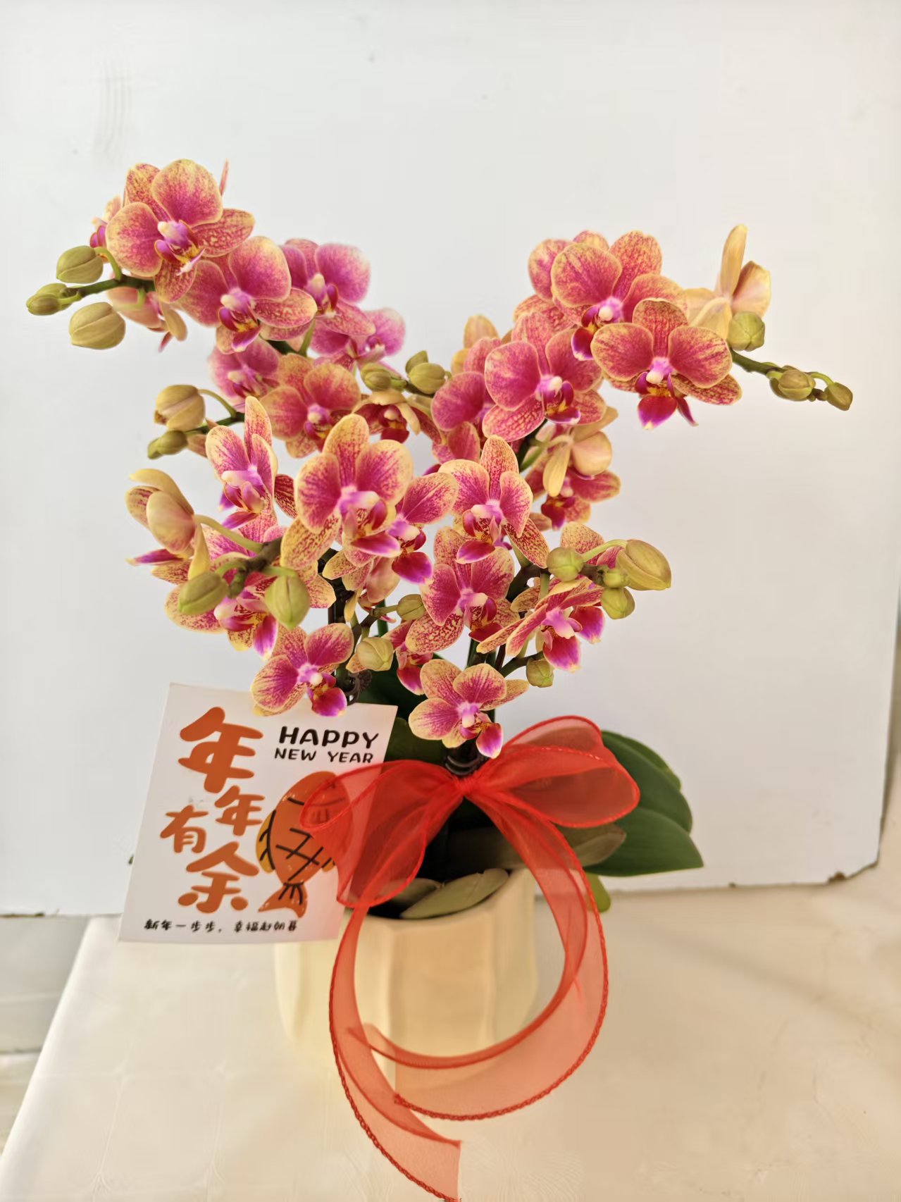 蝴蝶兰【金蝶】鲜花盆栽室内观赏花花佛山基地直发好养易活