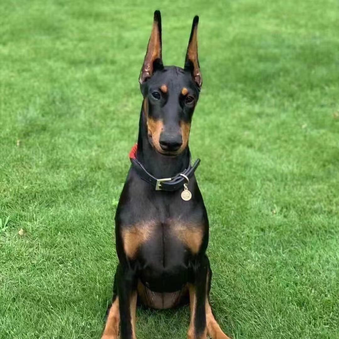 杜宾犬活体宠物犬大型看家护院高级伴侣犬