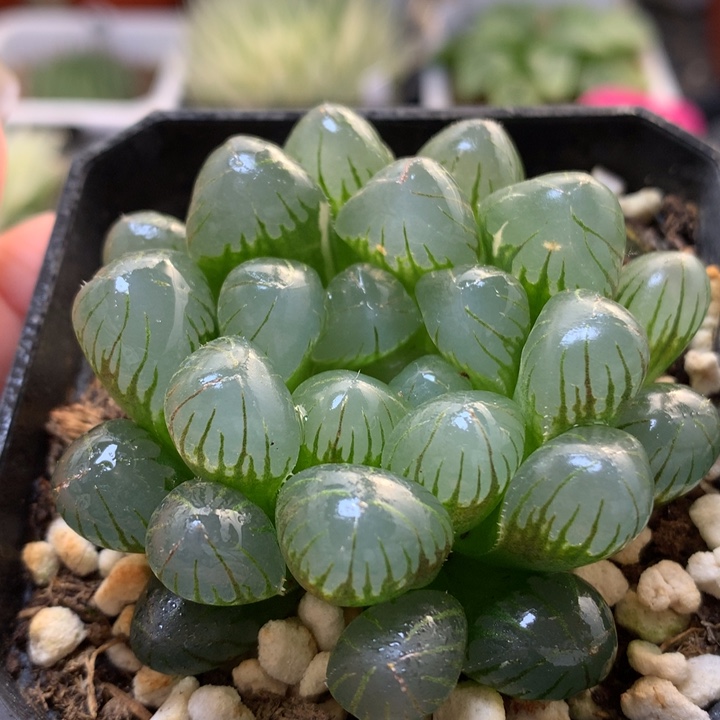 冰灯玉露带盆土发货