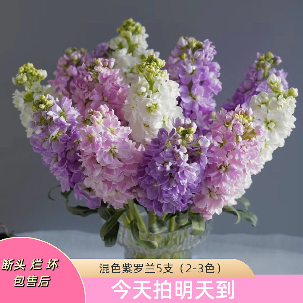 果语精选【重瓣混色紫罗兰5枝】云南鲜花批发次日达