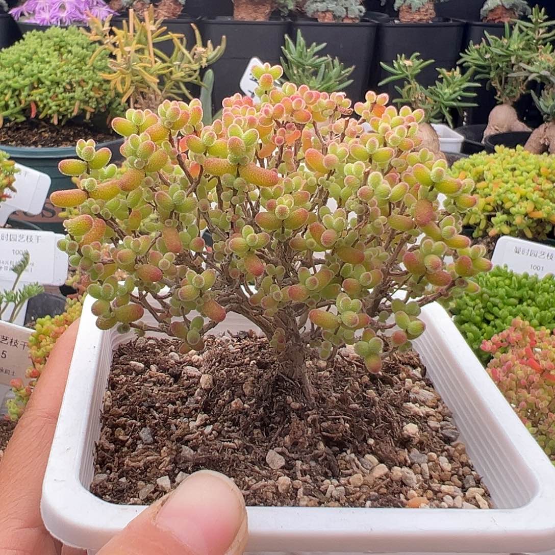 1098号金桔糖球12.29多肉