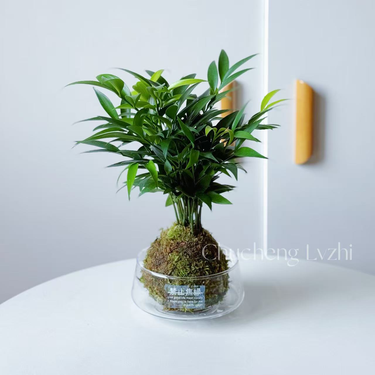 竹柏盆栽植物室内四季常青净化空气绿植四季好养耐荫耐寒平安竹