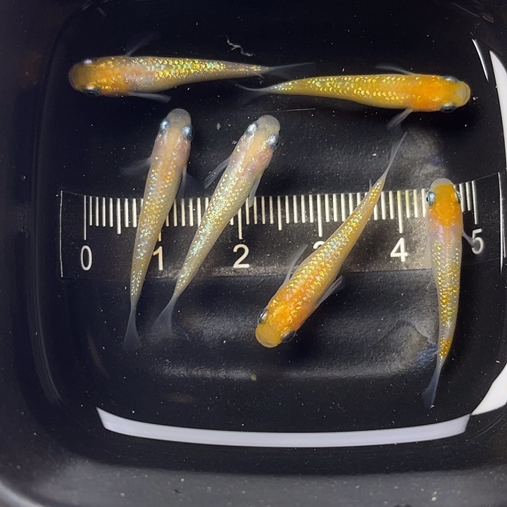 青鳉鱼王华6条，22号，满15包邮，可叠单