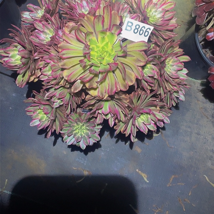 多肉法师866号奥黛丽发货不包损