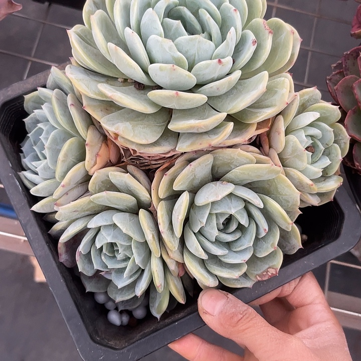 意***愿两单包邮，一物一拍劳林