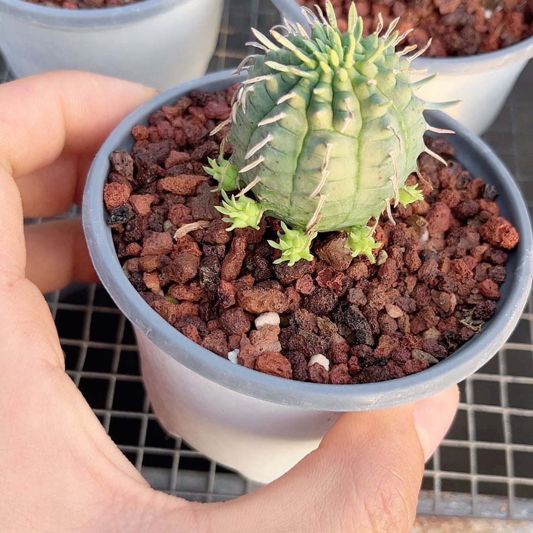 花***，多肉植物多肉植物