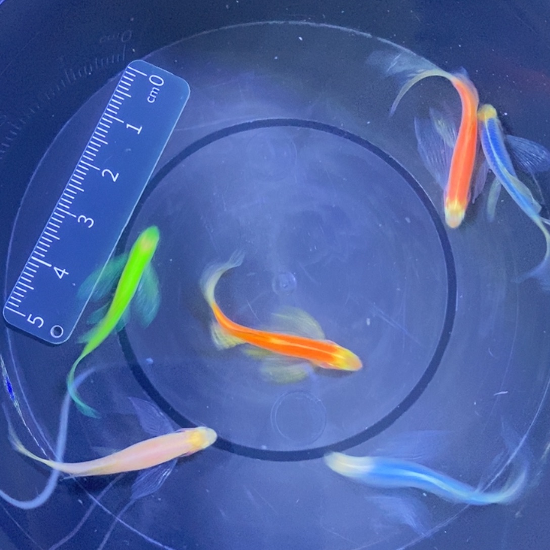 斑马鱼蝶翼斑马3-4厘米10条