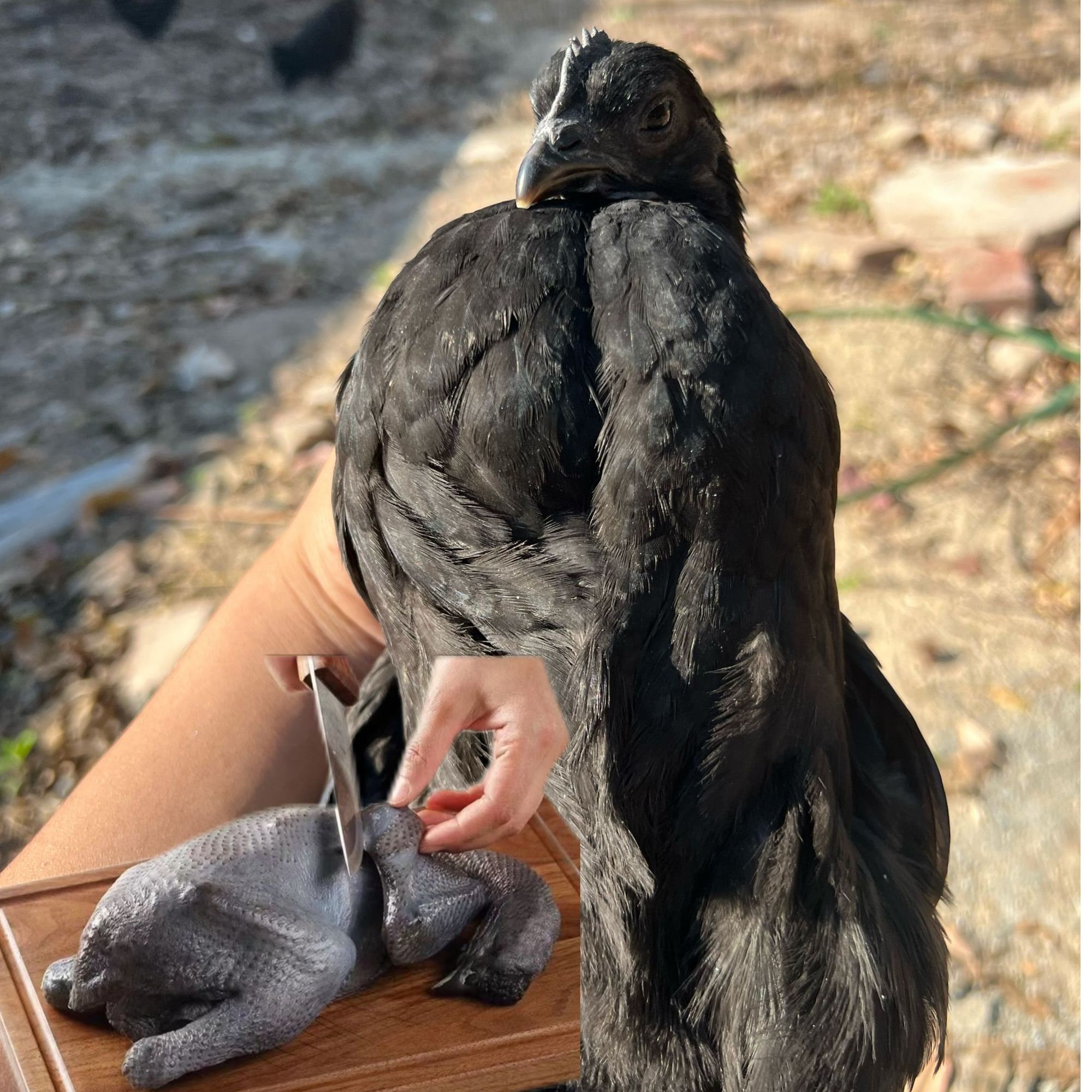 散养五黑鸡-鸡肉好吃-鲜嫩好吃-冰鲜发货