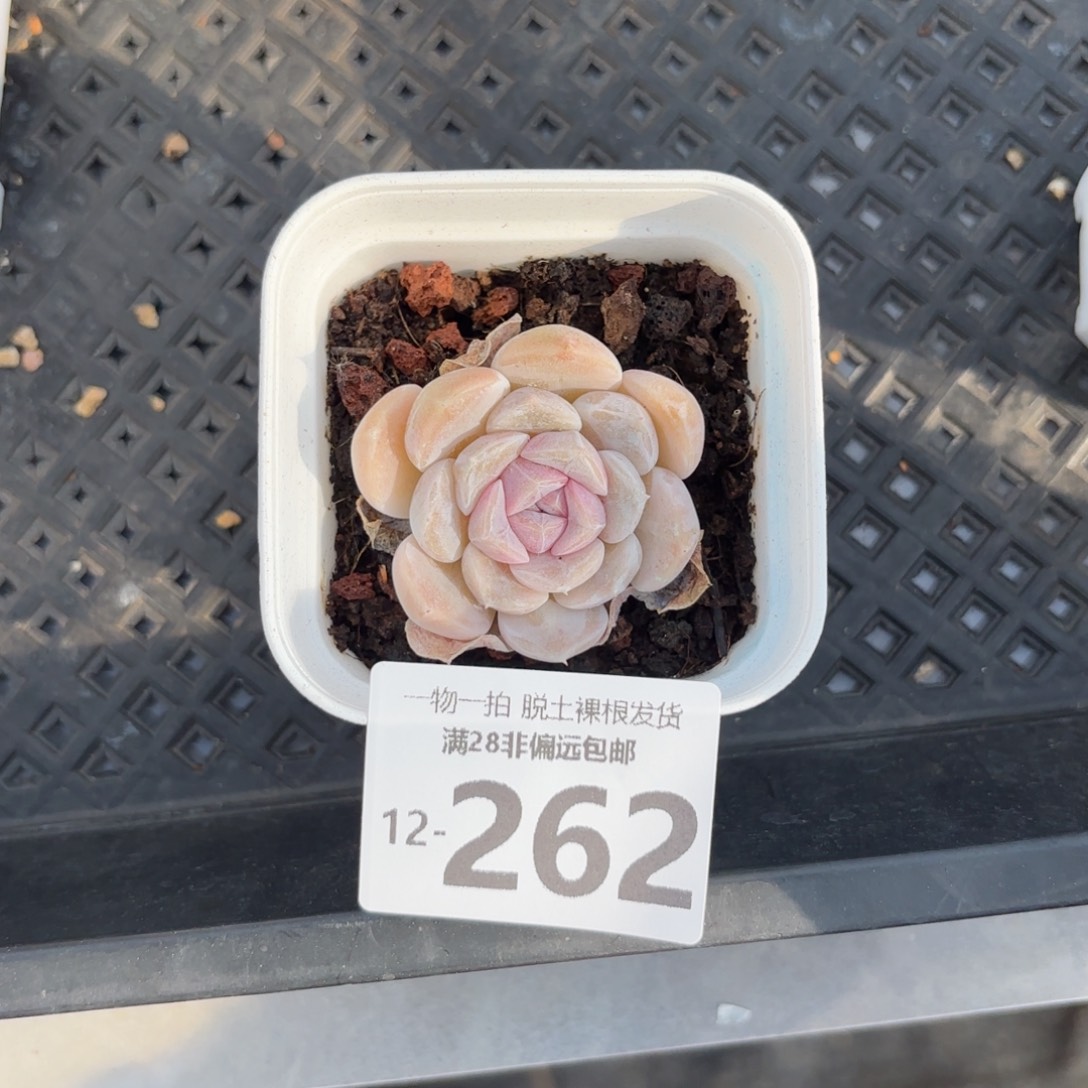 汉堡单头多肉多肉