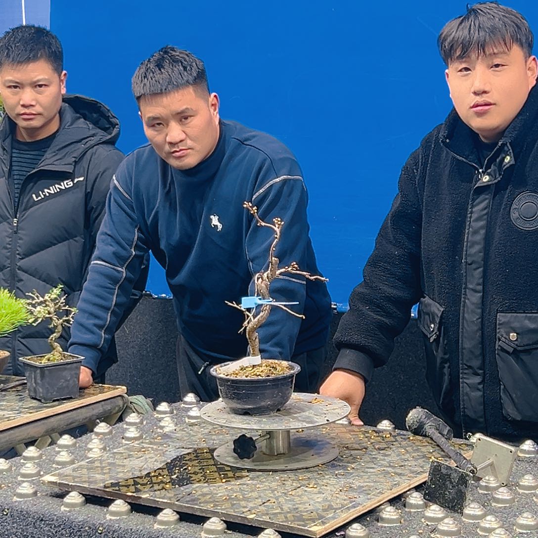 杂木盆景樱花一物一拍