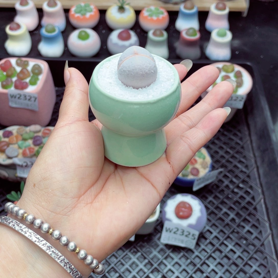 w2330 开播福利 带盆土发货一物一拍