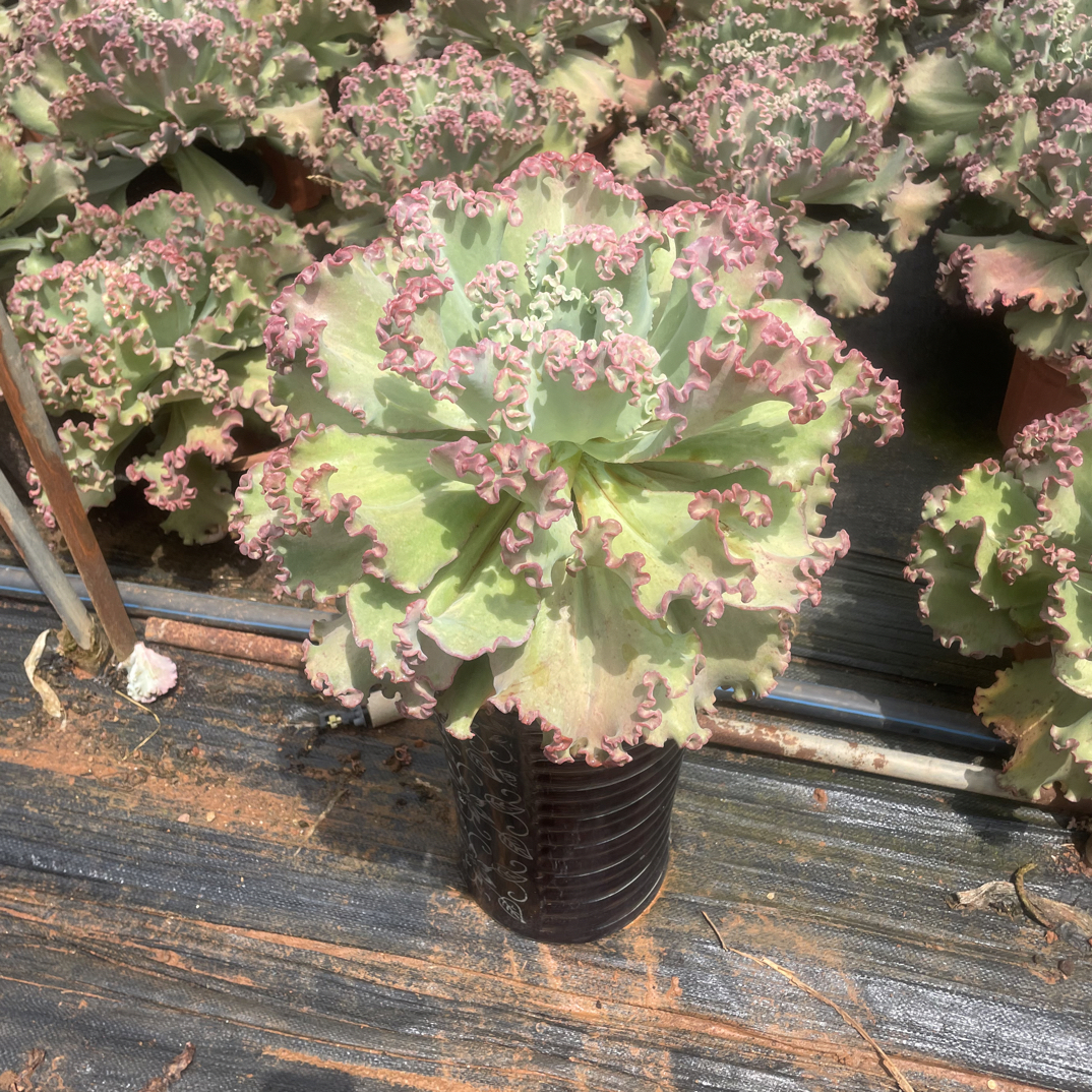 太好看多肉 女王花笠包菜多肉新手小白好养，红稀缺货