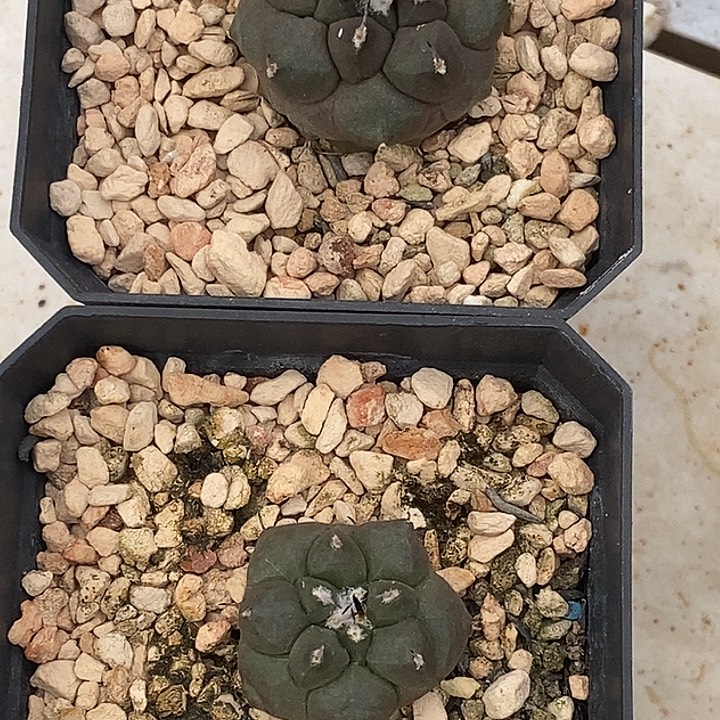 优选娇丽冬云两个