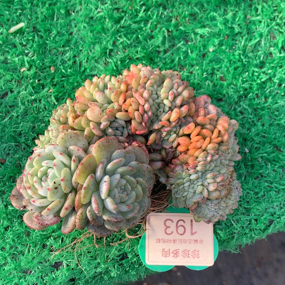 子***萱白胖子缀化一物一拍