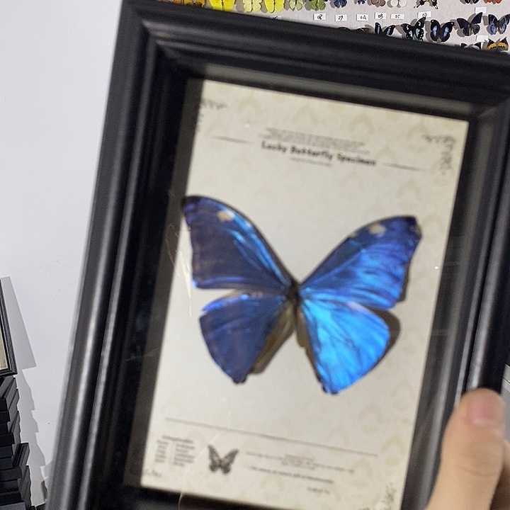 蝴蝶标本定制链接009