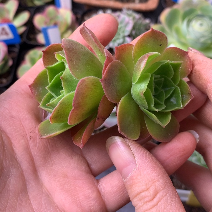 阴***️一物一拍孤品侧牙两个