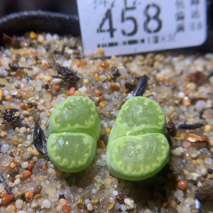 精品生生花212.458