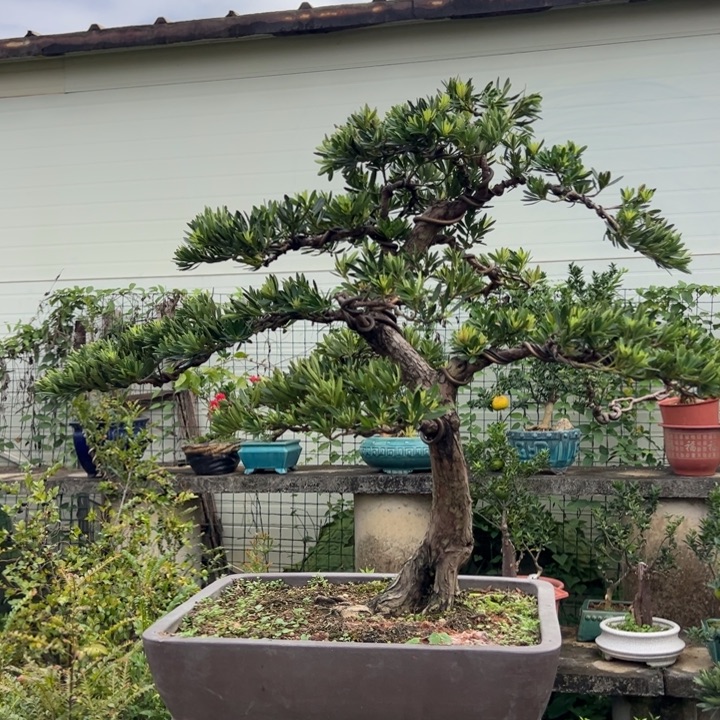 飞***翔无花朵高端精品罗汉松盆景