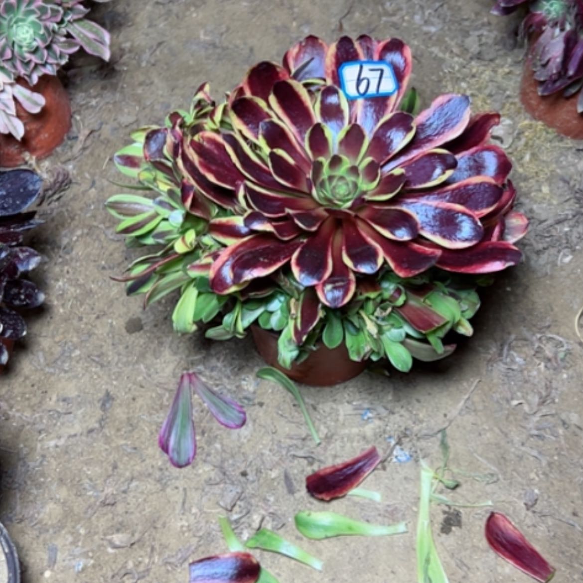 【闪购商品】多肉植物嫩桩67