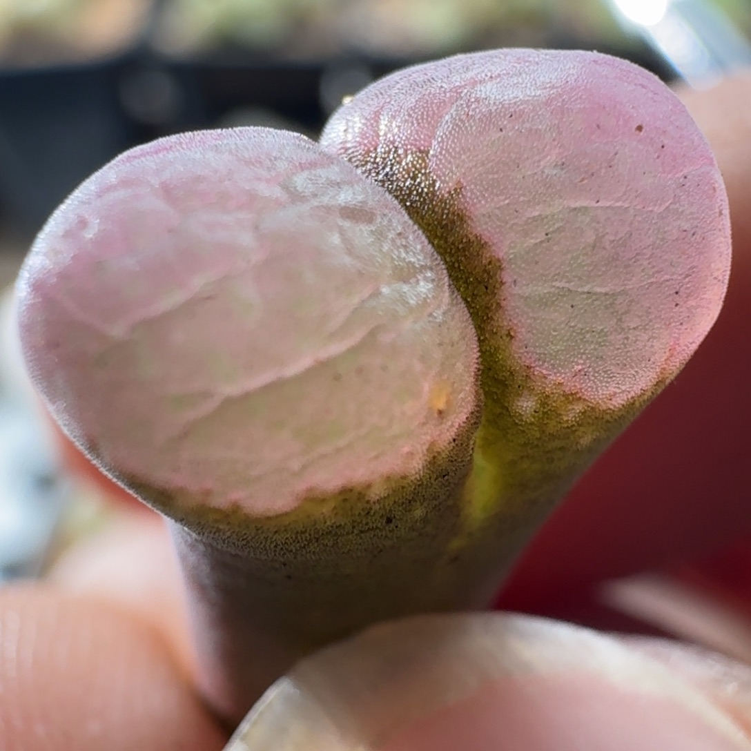 3621风铃玉肉锥植物