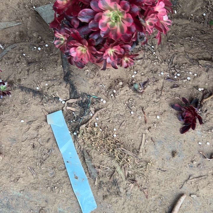 多肉法师植物链接11