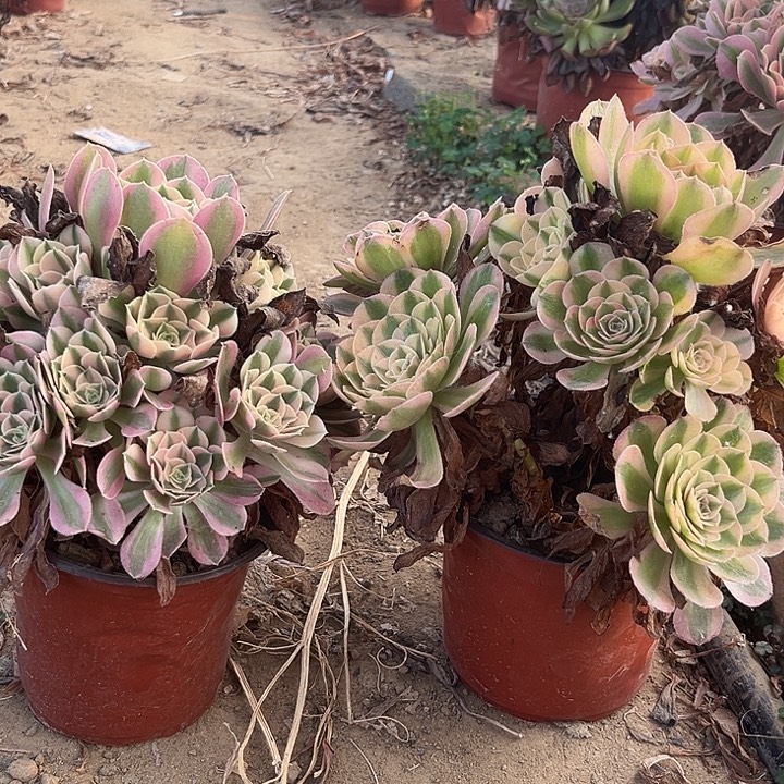 粉女巫万白多肉3938