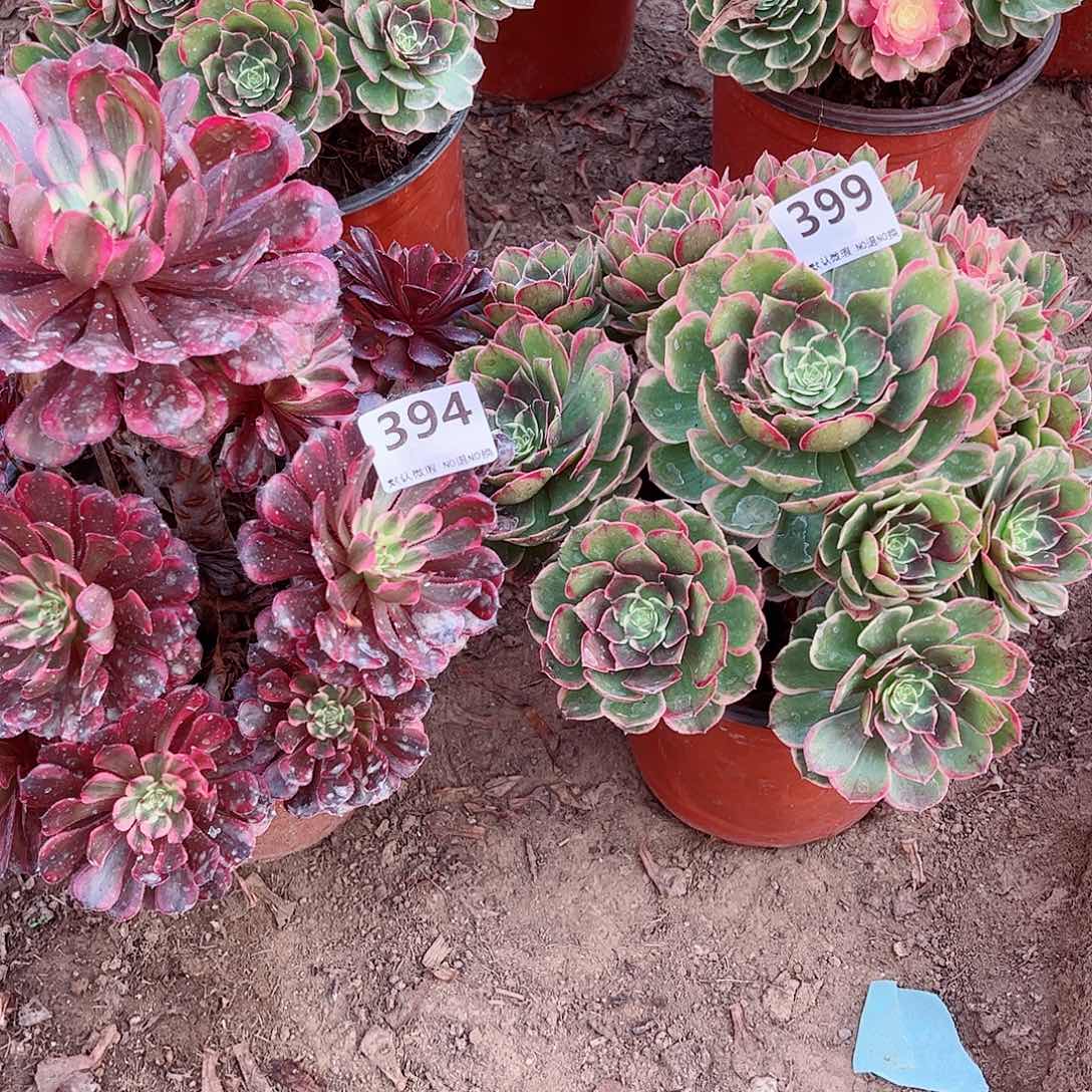 无花朵多肉植物组合399