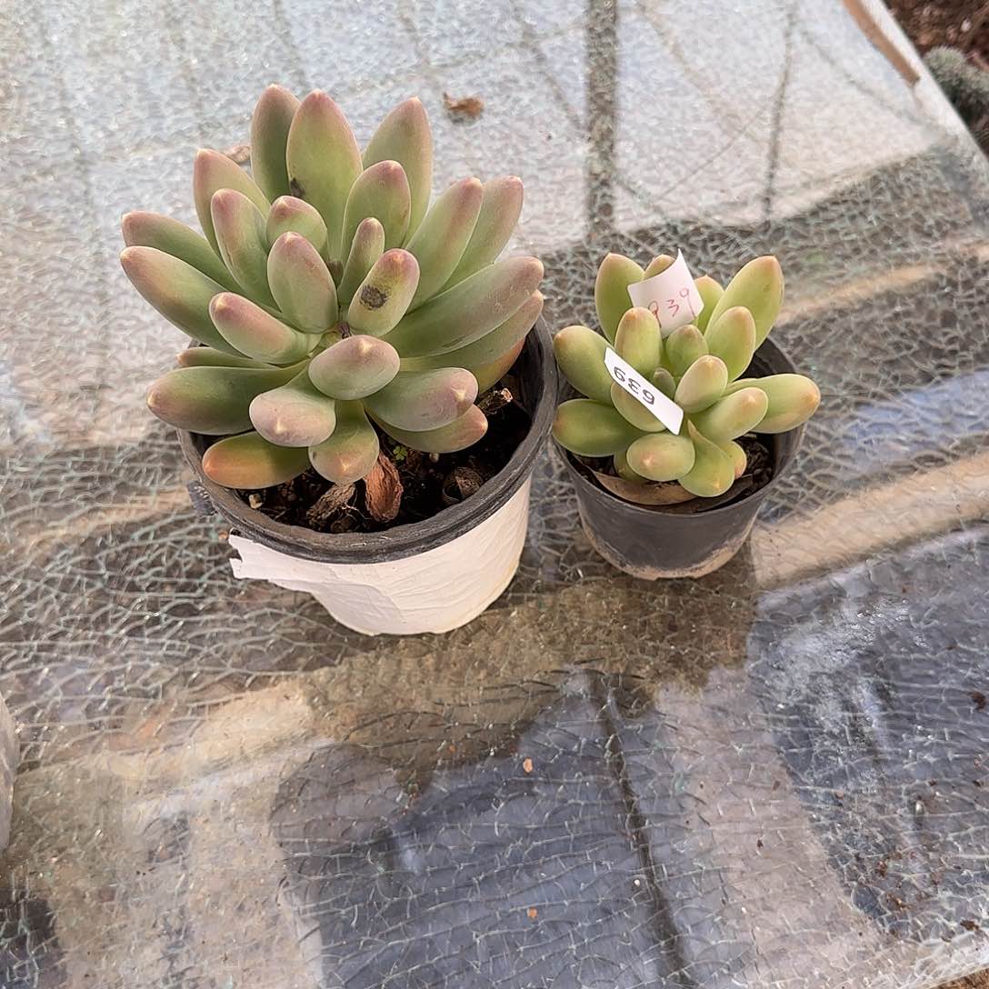 彬***腾1939号 2颗