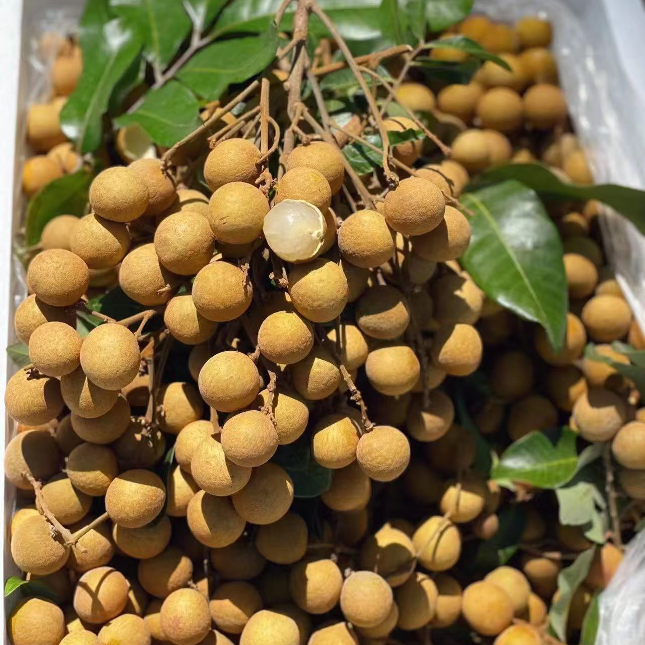 石硖龙眼【空运冷链专线】新鲜应季水果果园多仓直发