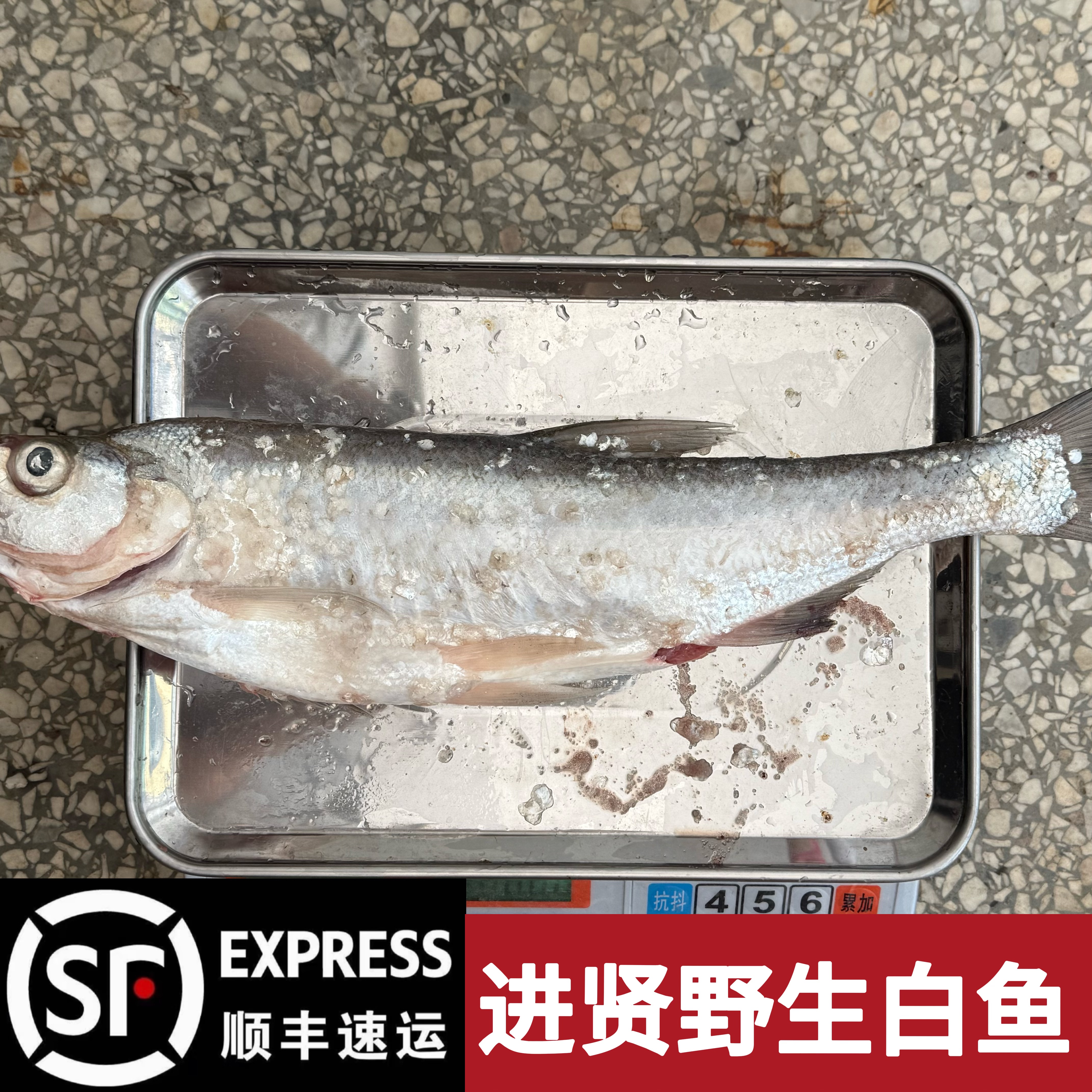 进贤白鱼丨野生淡水湖白鱼丨发货默认腌制丨顺丰包邮