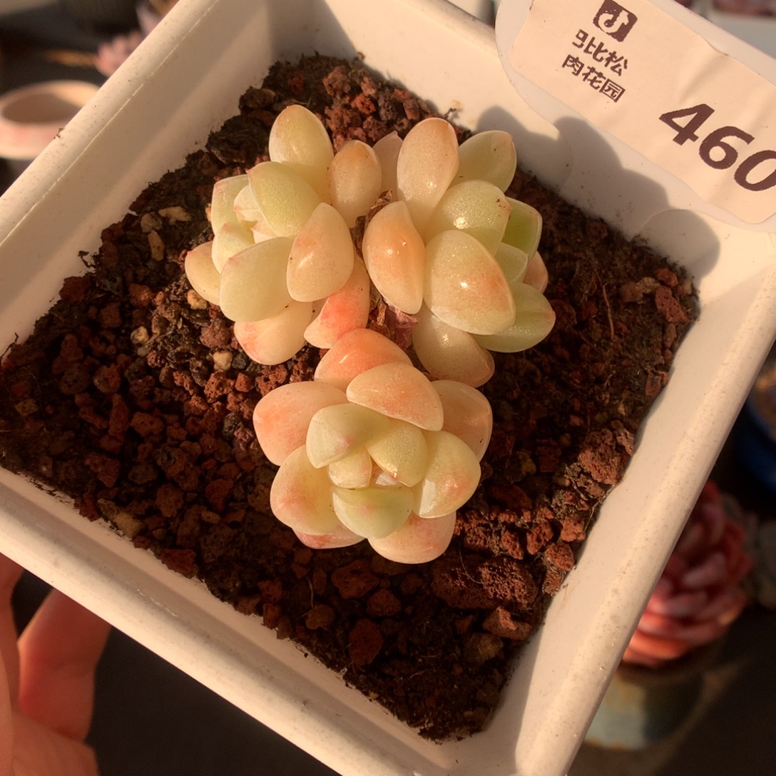 460奶油冰玉多肉植物