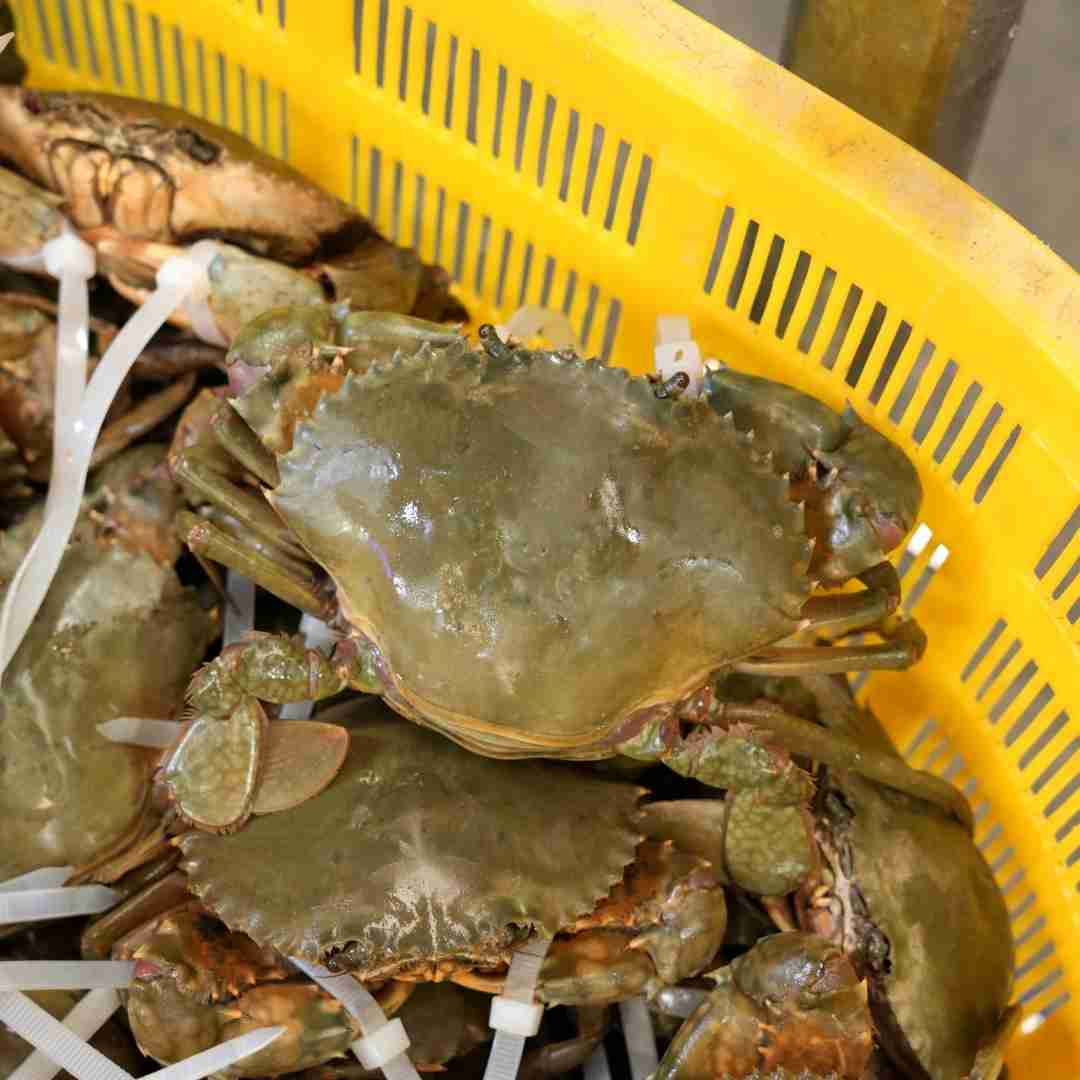 【能拍包活】本地野生青蟹 膏蟹 能拍包活 默认失水5%