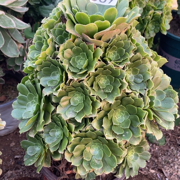 569多肉植物绿玫瑰