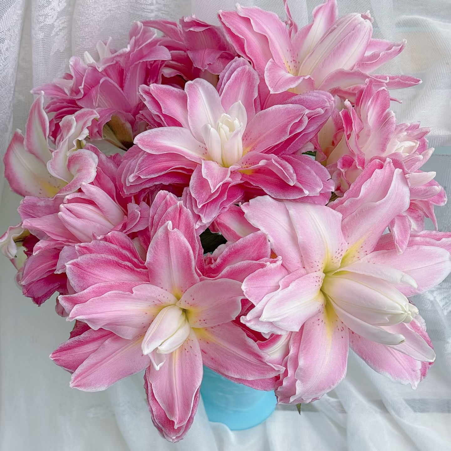 【阿荼】双重惊喜 重瓣百合 两单顺丰冷链 德邦空运，一单普通快递