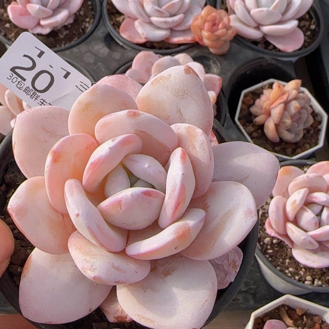 雪莲单头一颗脱土发货