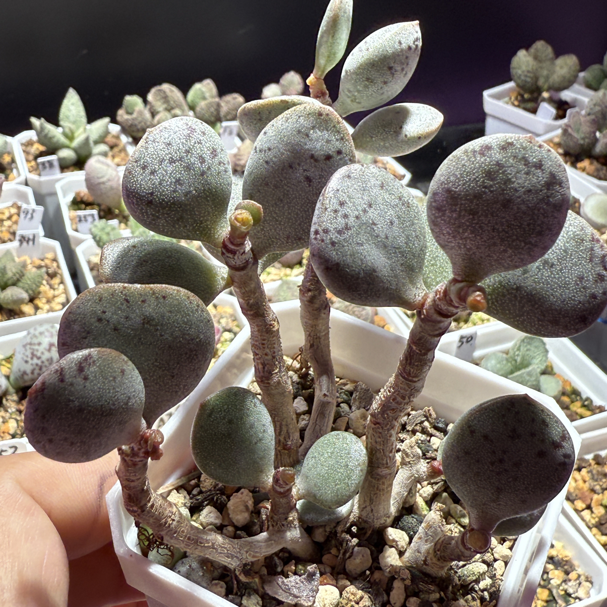 芝麻蛋水泡，带盆发货满88包顺丰